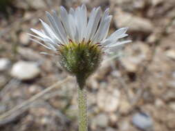 Image of buff fleabane