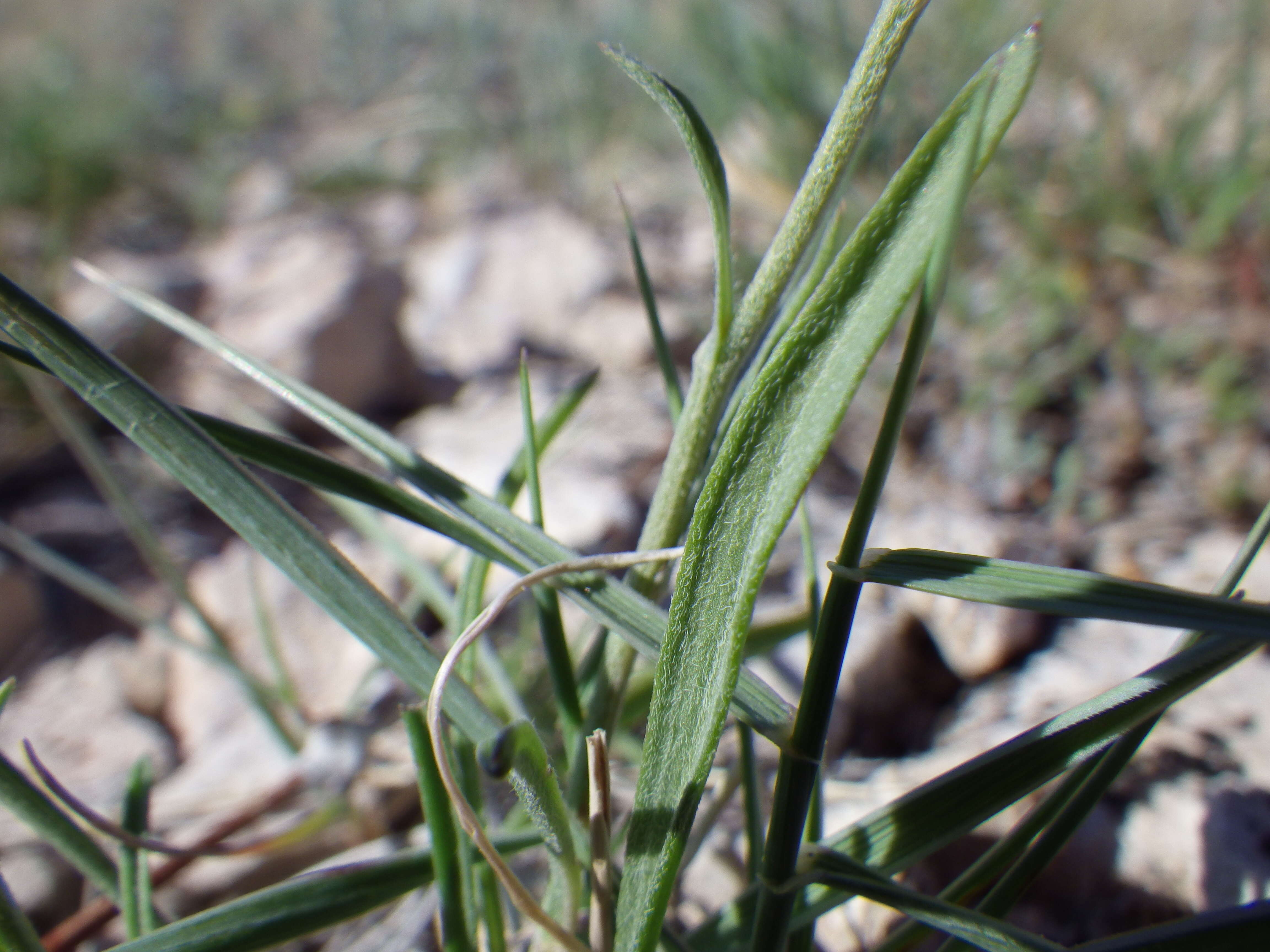 Image of buff fleabane