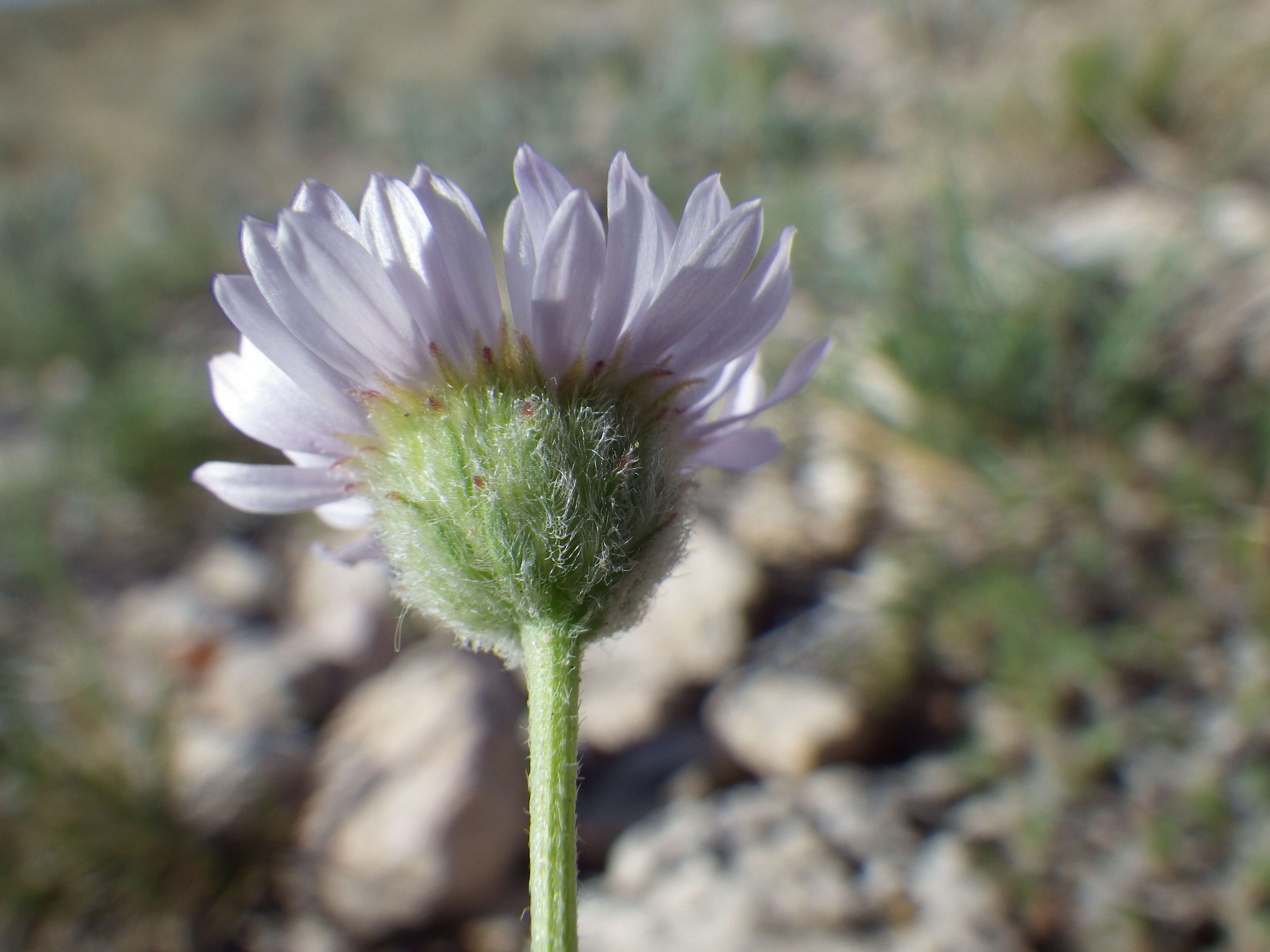 Imagem de Erigeron ochroleucus Nutt.