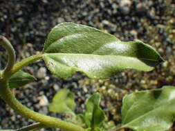 Image of prairie sunflower