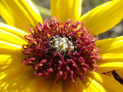 Image of prairie sunflower