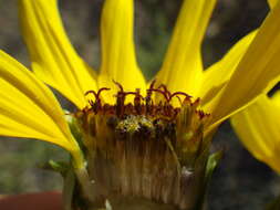 Image of prairie sunflower