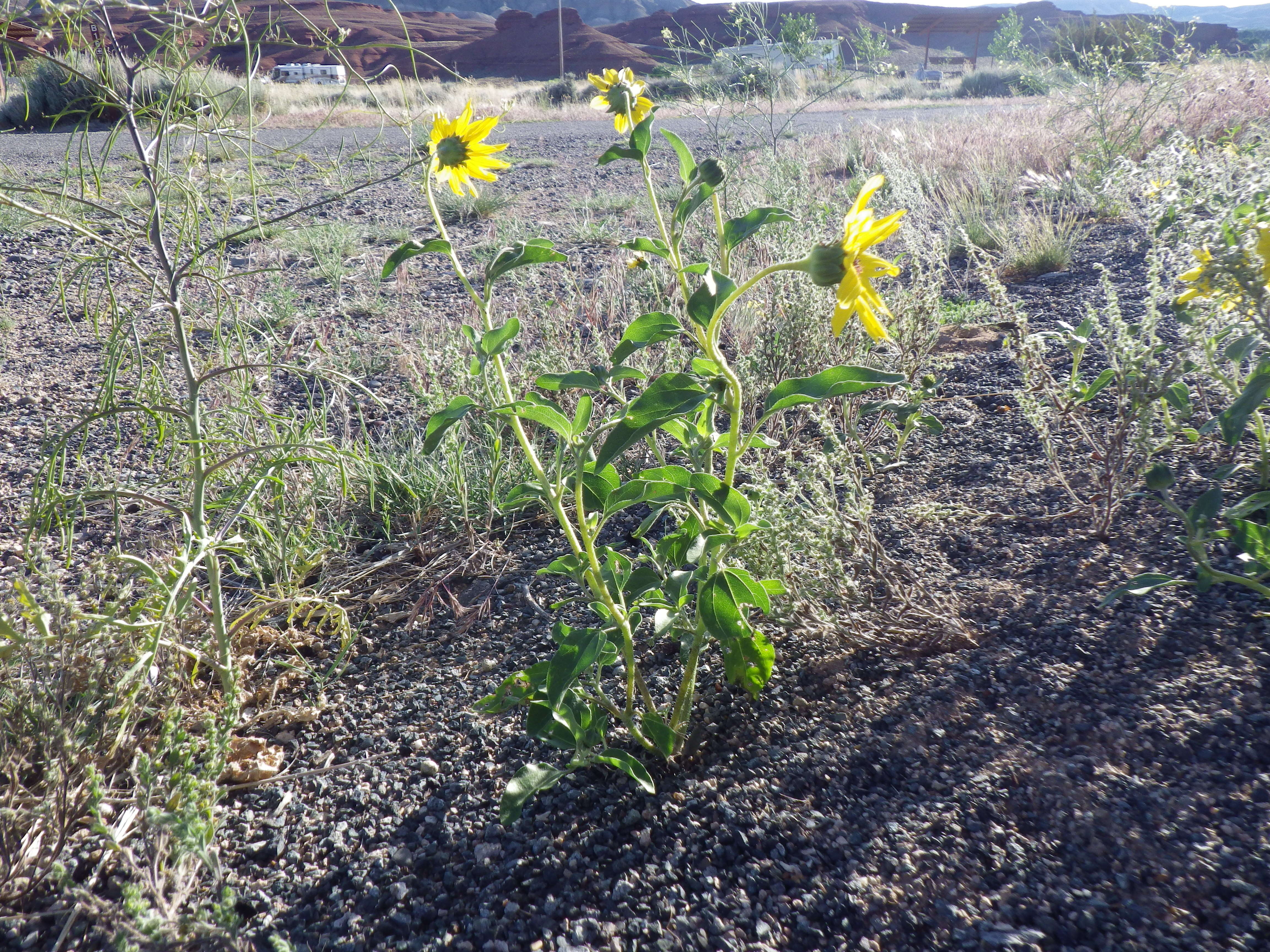 Image of prairie sunflower