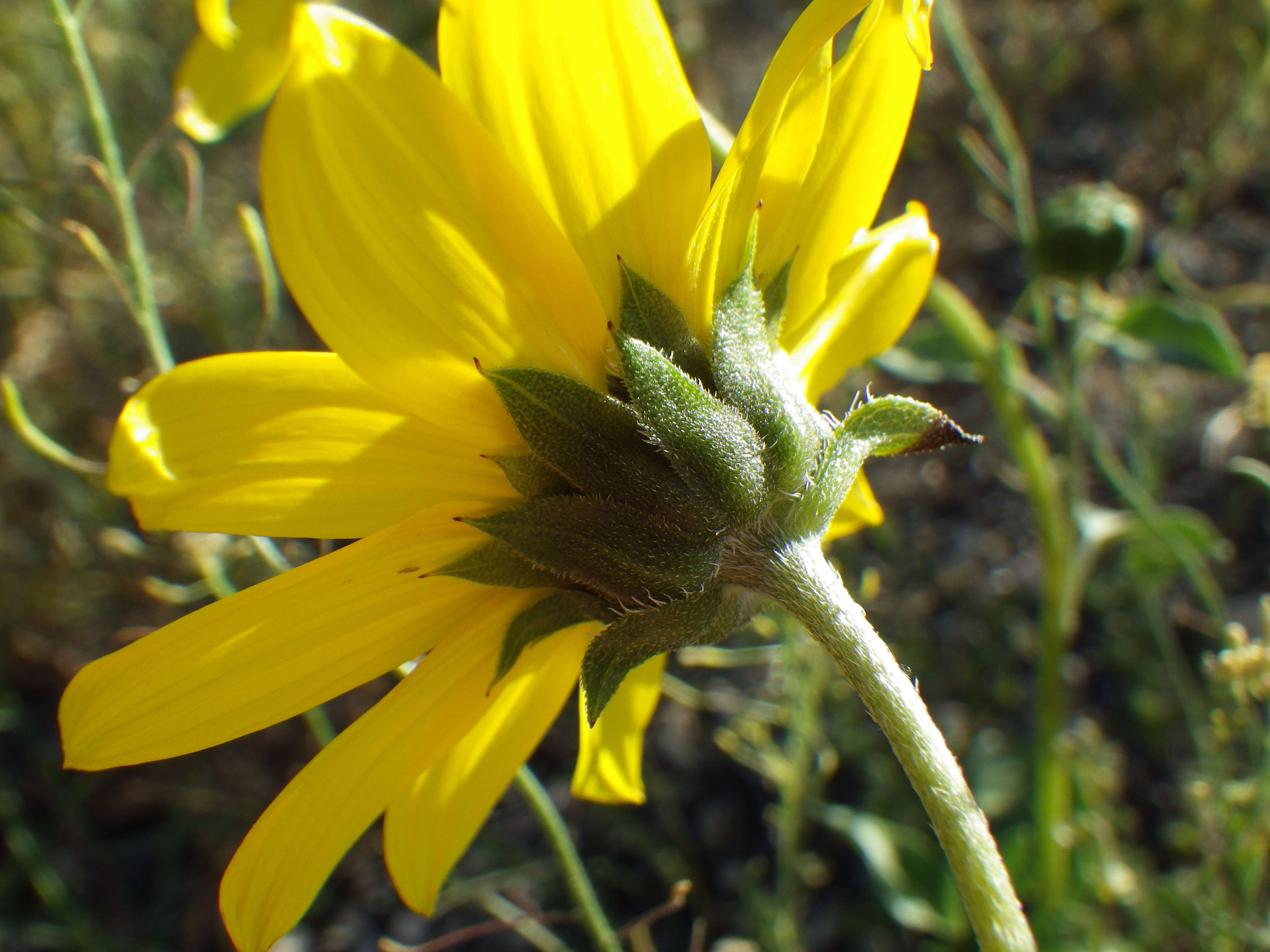 Image of prairie sunflower