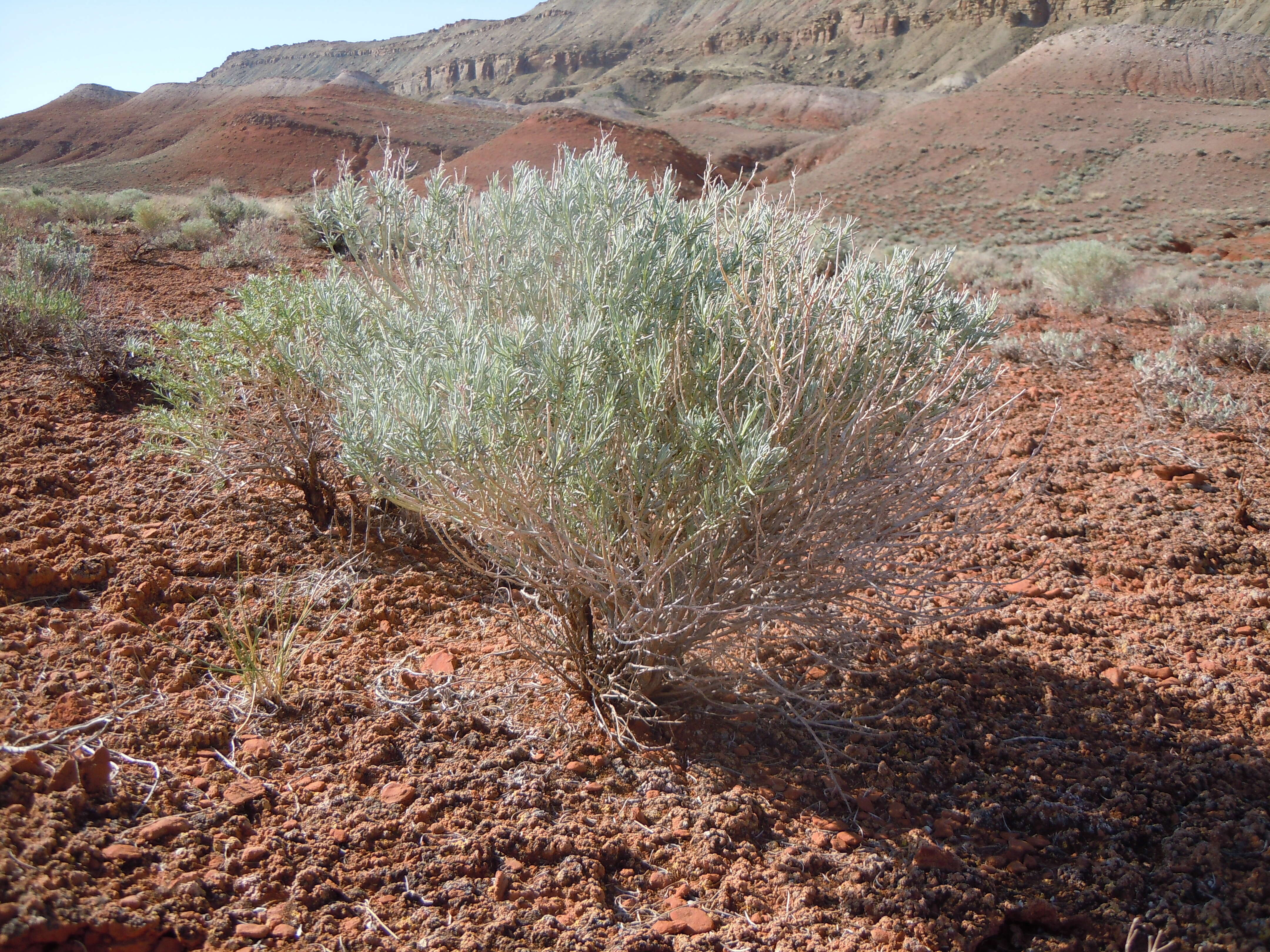 Image de Ericameria nauseosa (Pall. ex Pursh) G. L. Nesom & G. I. Baird