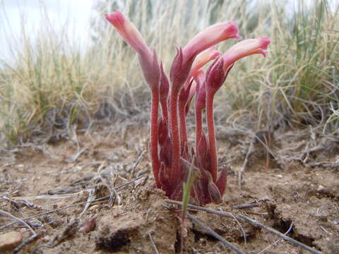 Image of clustered broomrape