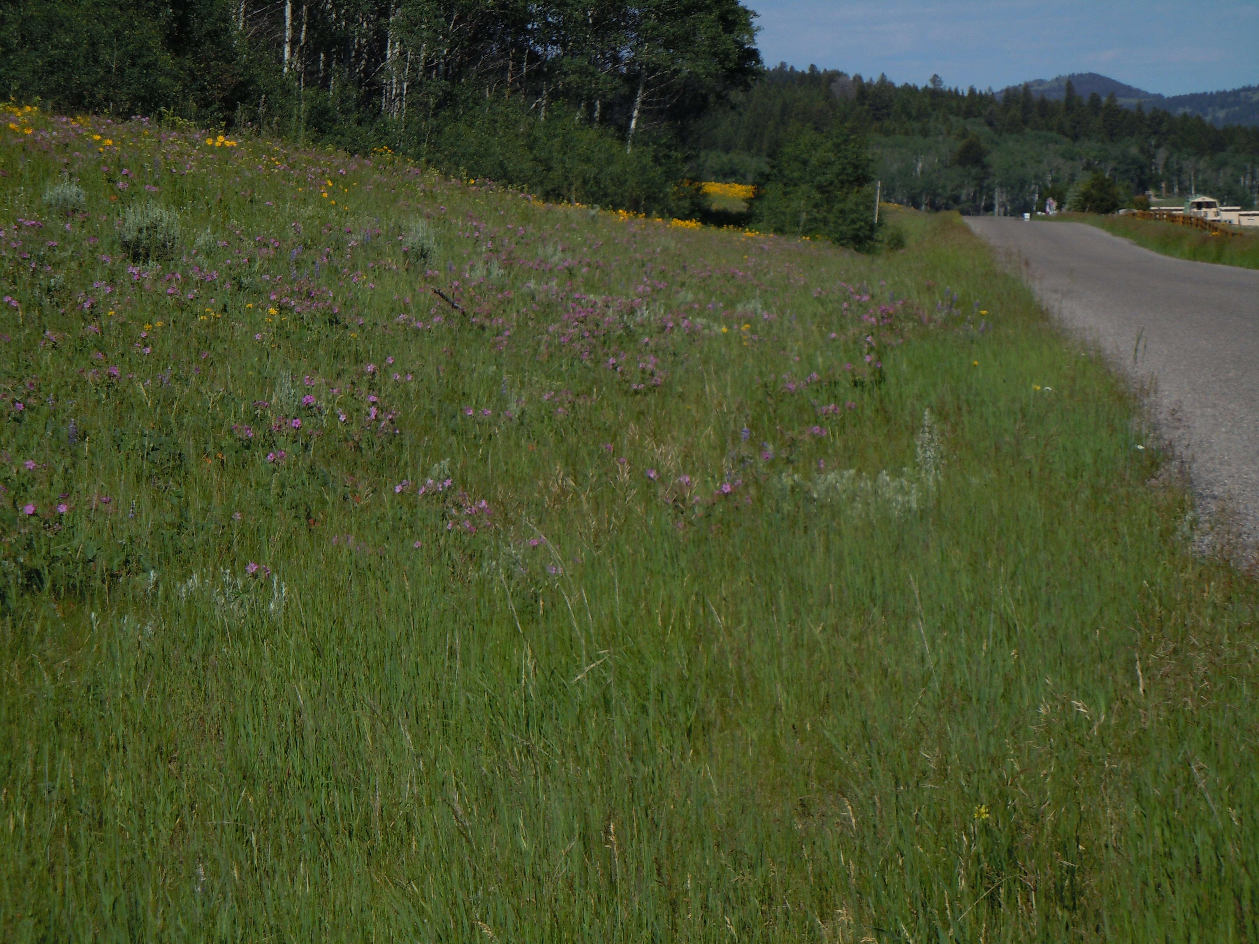 Sivun Helianthella uniflora (Nutt.) Torr. & A. Gray kuva