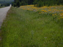 Sivun Helianthella uniflora (Nutt.) Torr. & A. Gray kuva