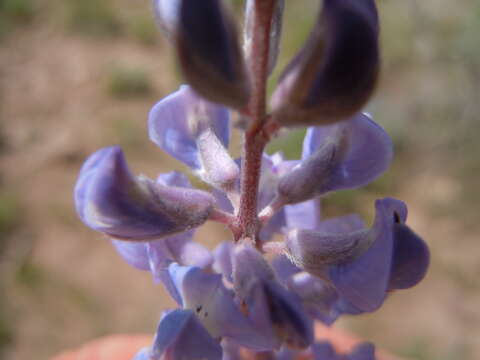 Imagem de Lupinus argenteus Pursh