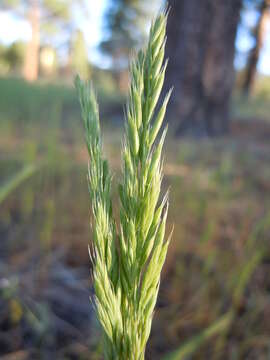 Image of Pullout Grass