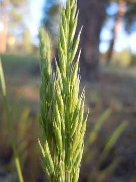 Image of Pullout Grass