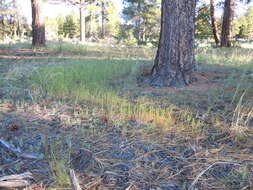 Image of Pullout Grass