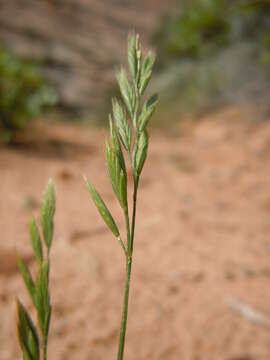 Image of Pullout Grass