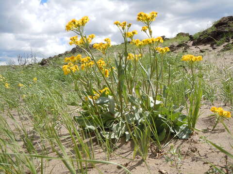 Imagem de Senecio integerrimus Nutt.