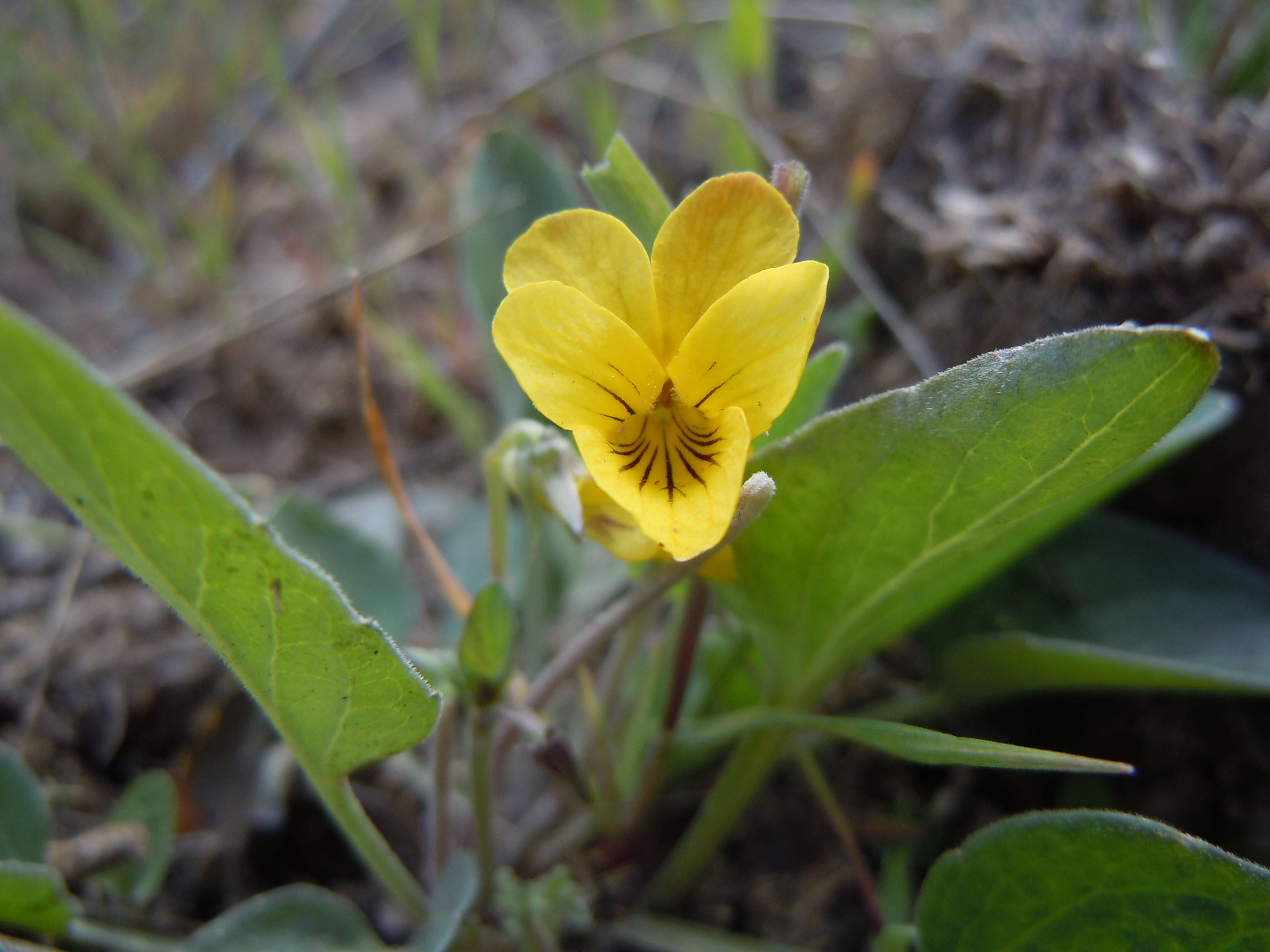 Image de Viola vallicola A. Nelson