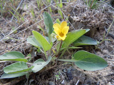 Image de Viola vallicola A. Nelson