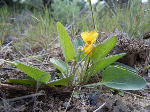 Image de Viola vallicola A. Nelson