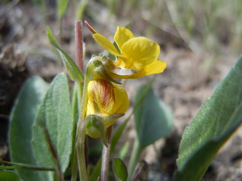 Imagem de Viola vallicola A. Nelson