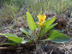 Imagem de Viola vallicola A. Nelson