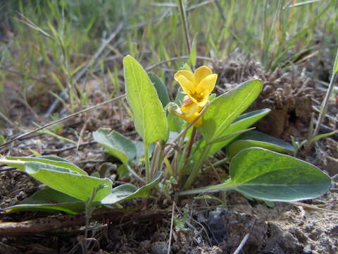 Image of Valley Violet