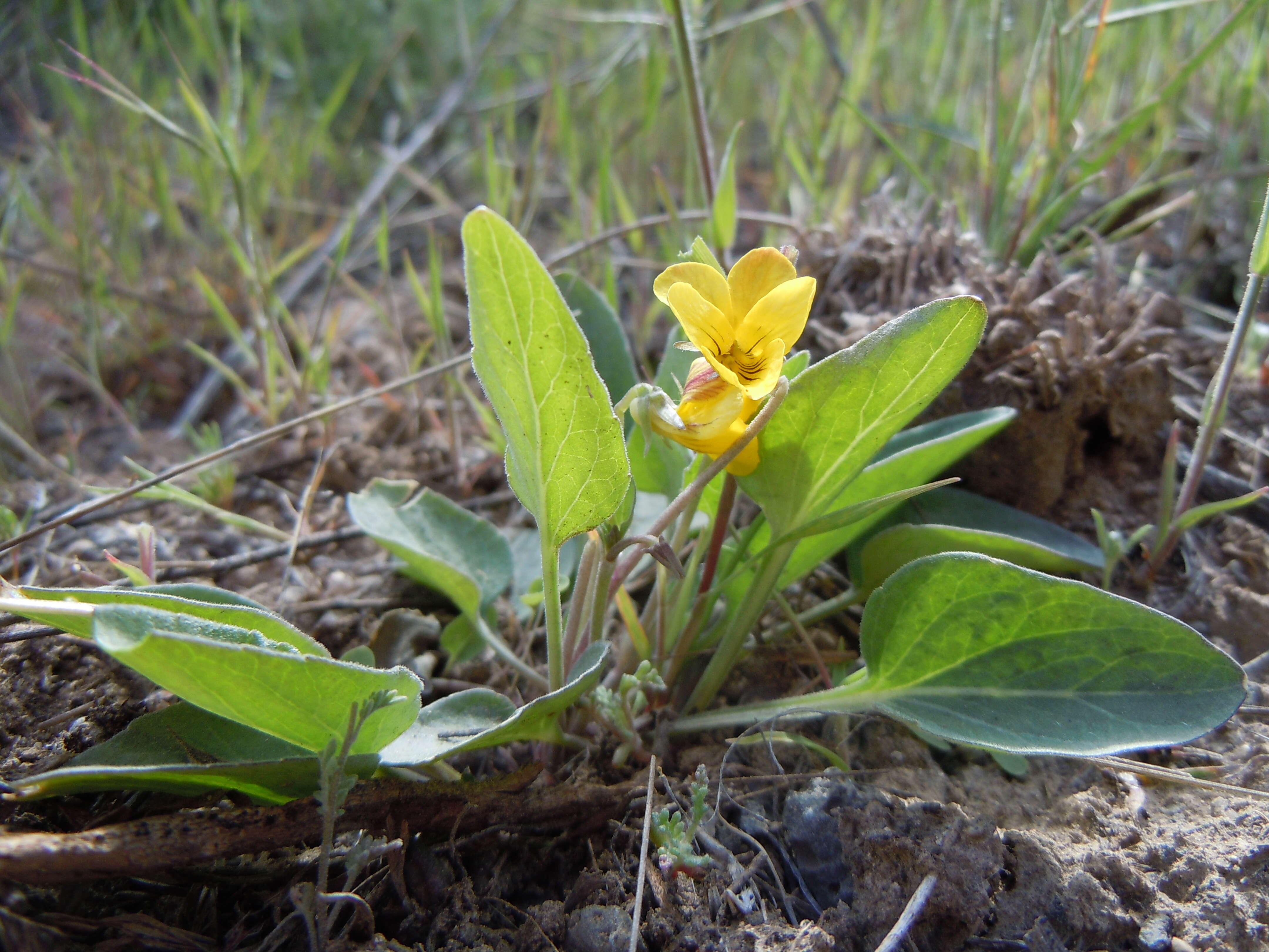 Image de Viola vallicola A. Nelson