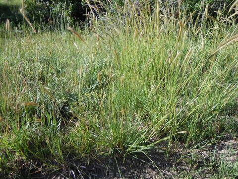 Image of meadow barley