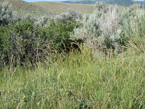 Image of meadow barley