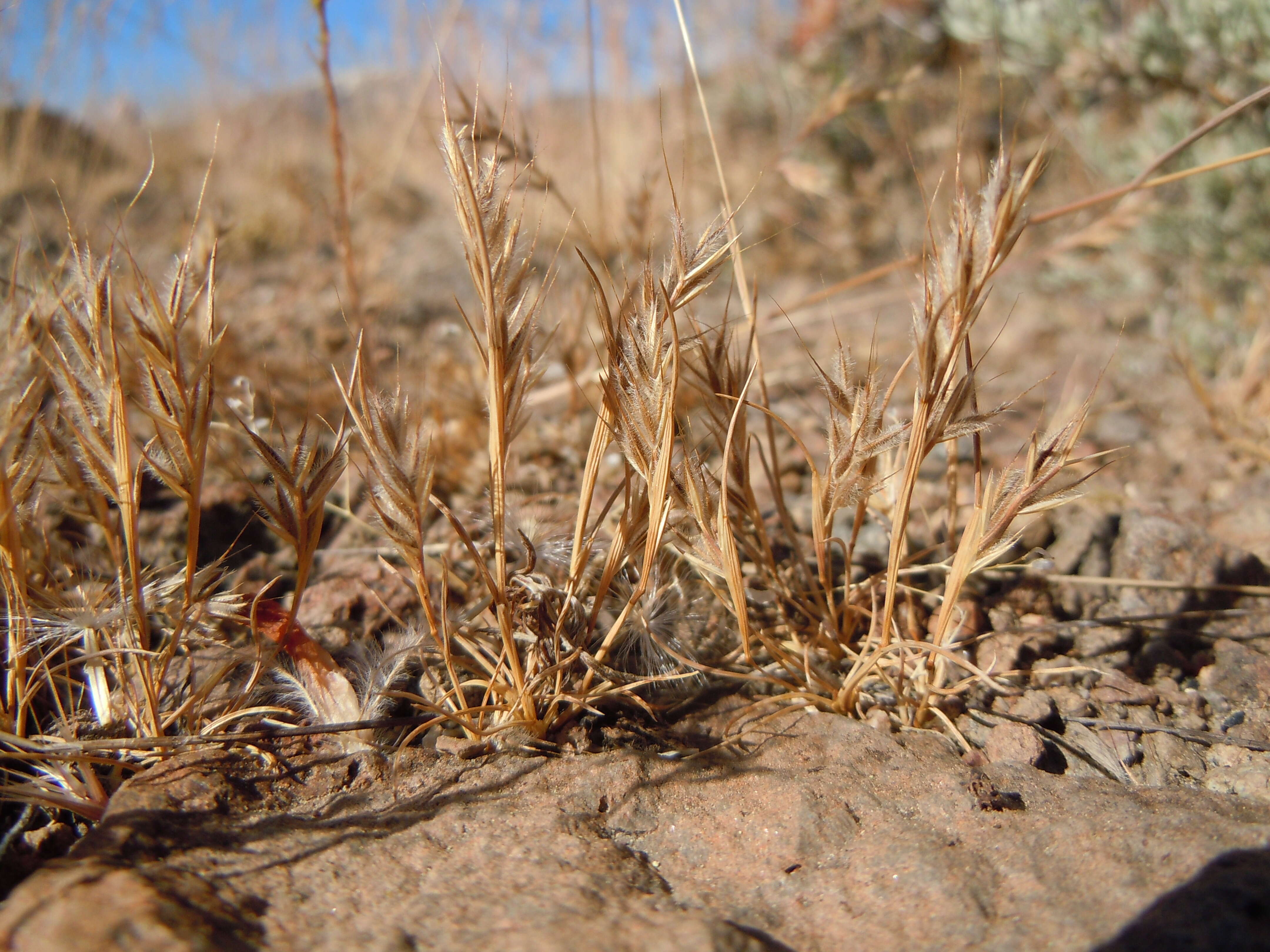 Image de Vulpia microstachys (Nutt.) Munro