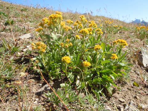 Image of Rocky Mountain goldenrod