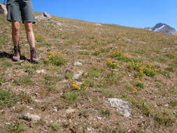 Image of Rocky Mountain goldenrod