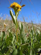 Image of Rocky Mountain goldenrod