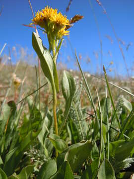 Image of Rocky Mountain goldenrod