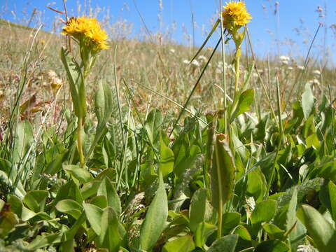 Image of Rocky Mountain goldenrod