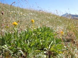 Image of Rocky Mountain goldenrod