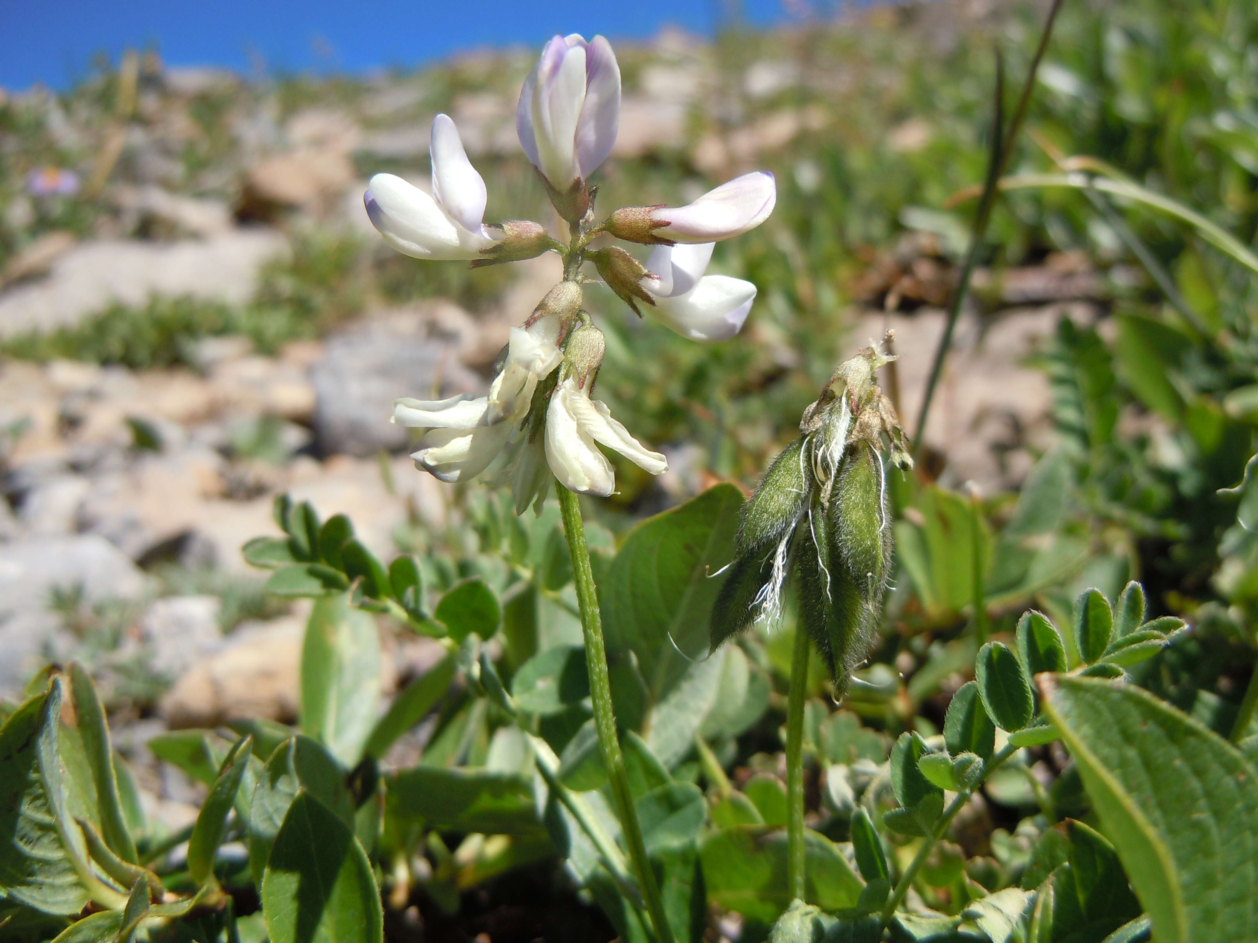 صورة Astragalus alpinus L.