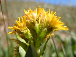 Image of Rocky Mountain goldenrod