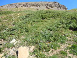 صورة Astragalus alpinus L.