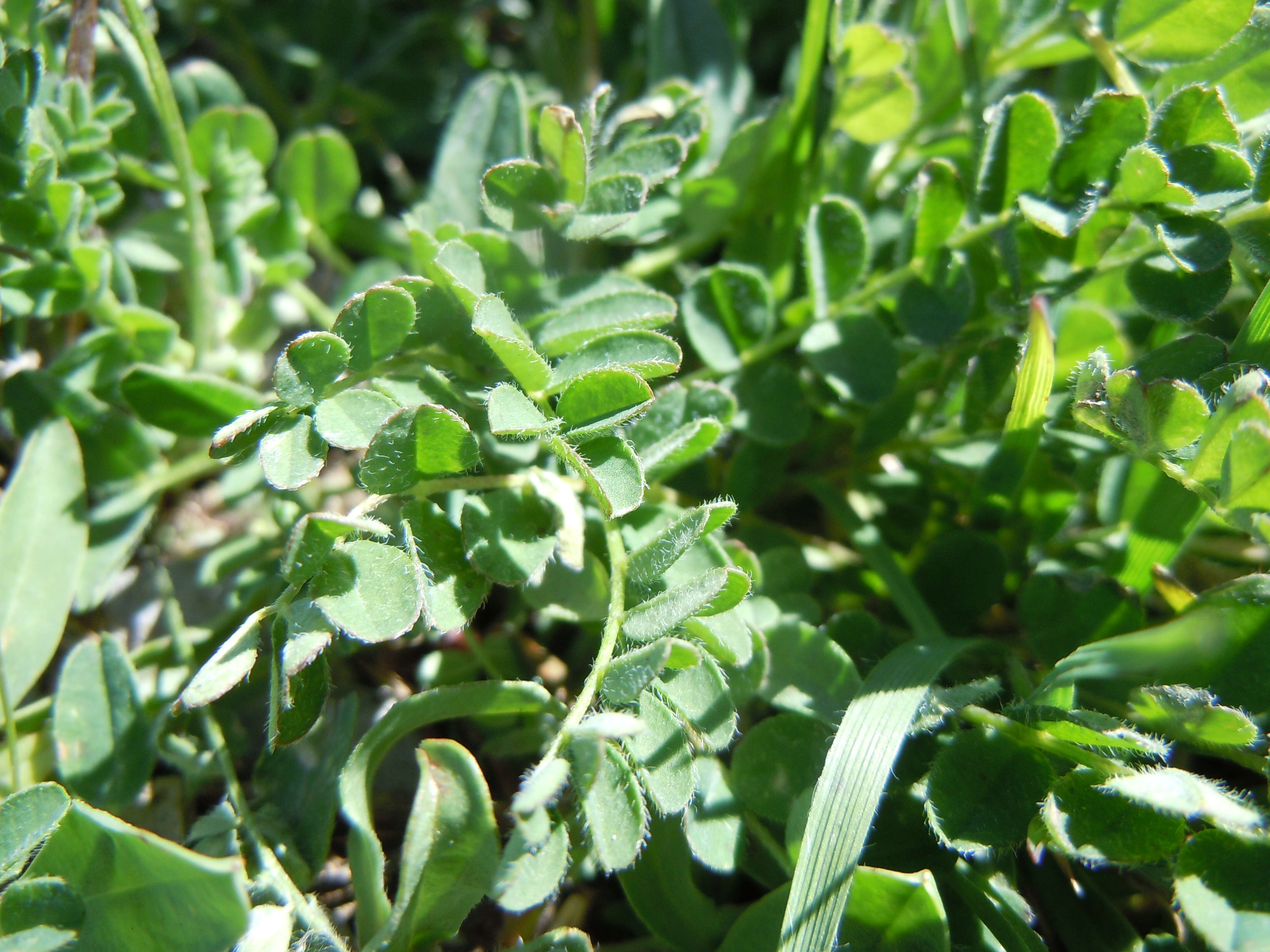 صورة Astragalus alpinus L.