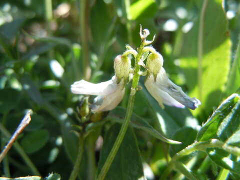 صورة Astragalus alpinus L.