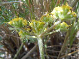 Image of desert biscuitroot