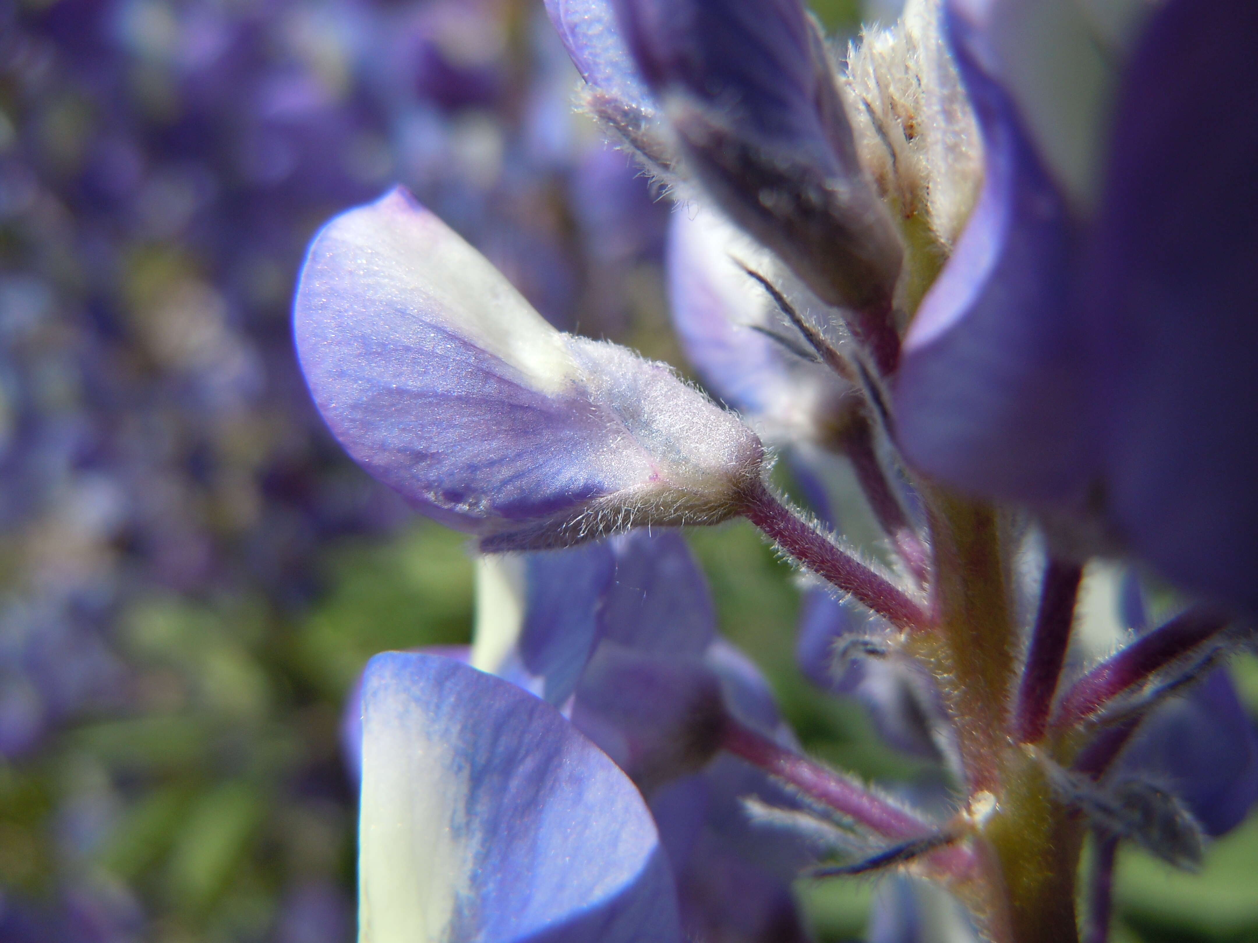 Imagem de Lupinus argenteus Pursh