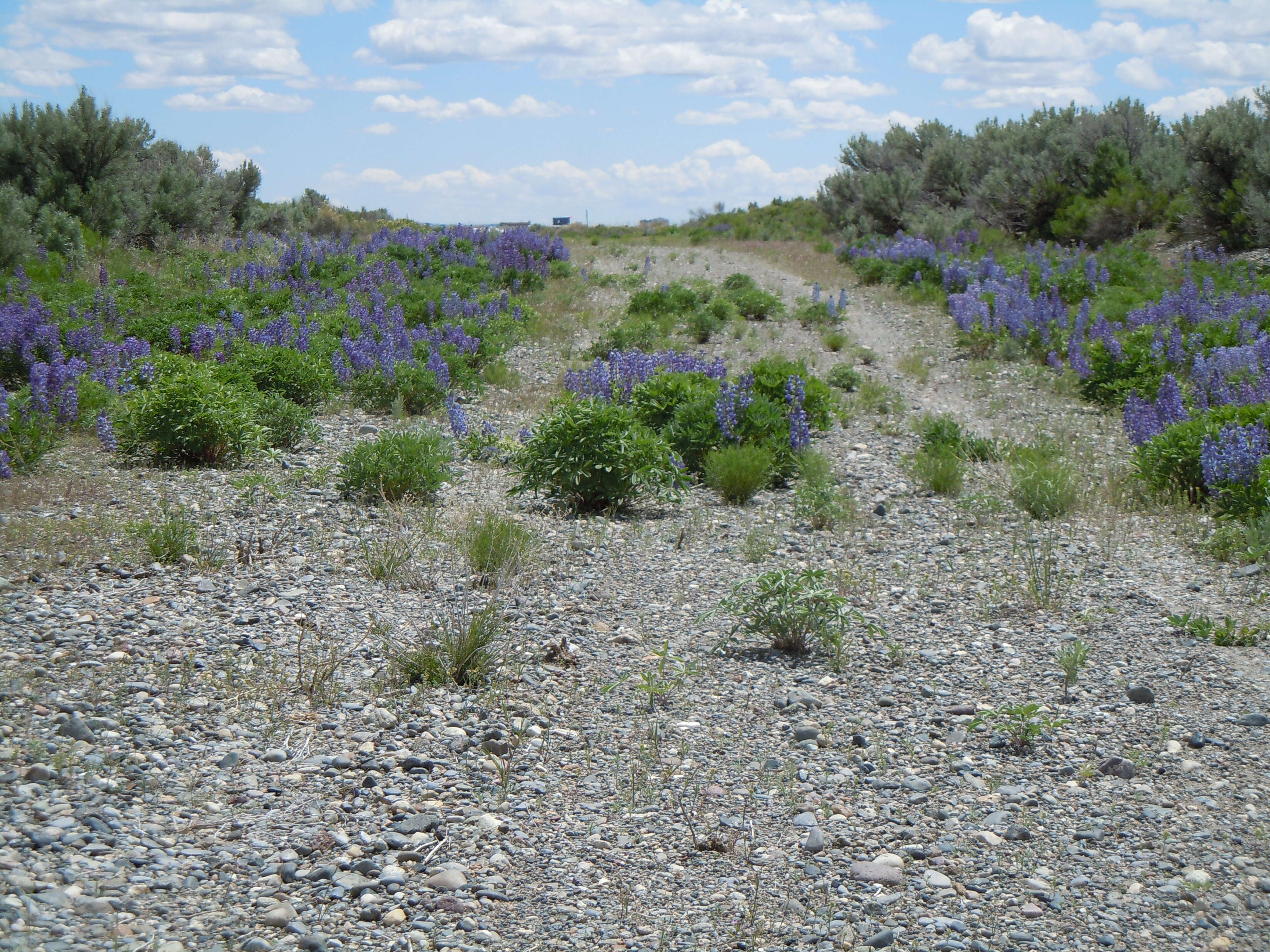 Imagem de Lupinus argenteus Pursh