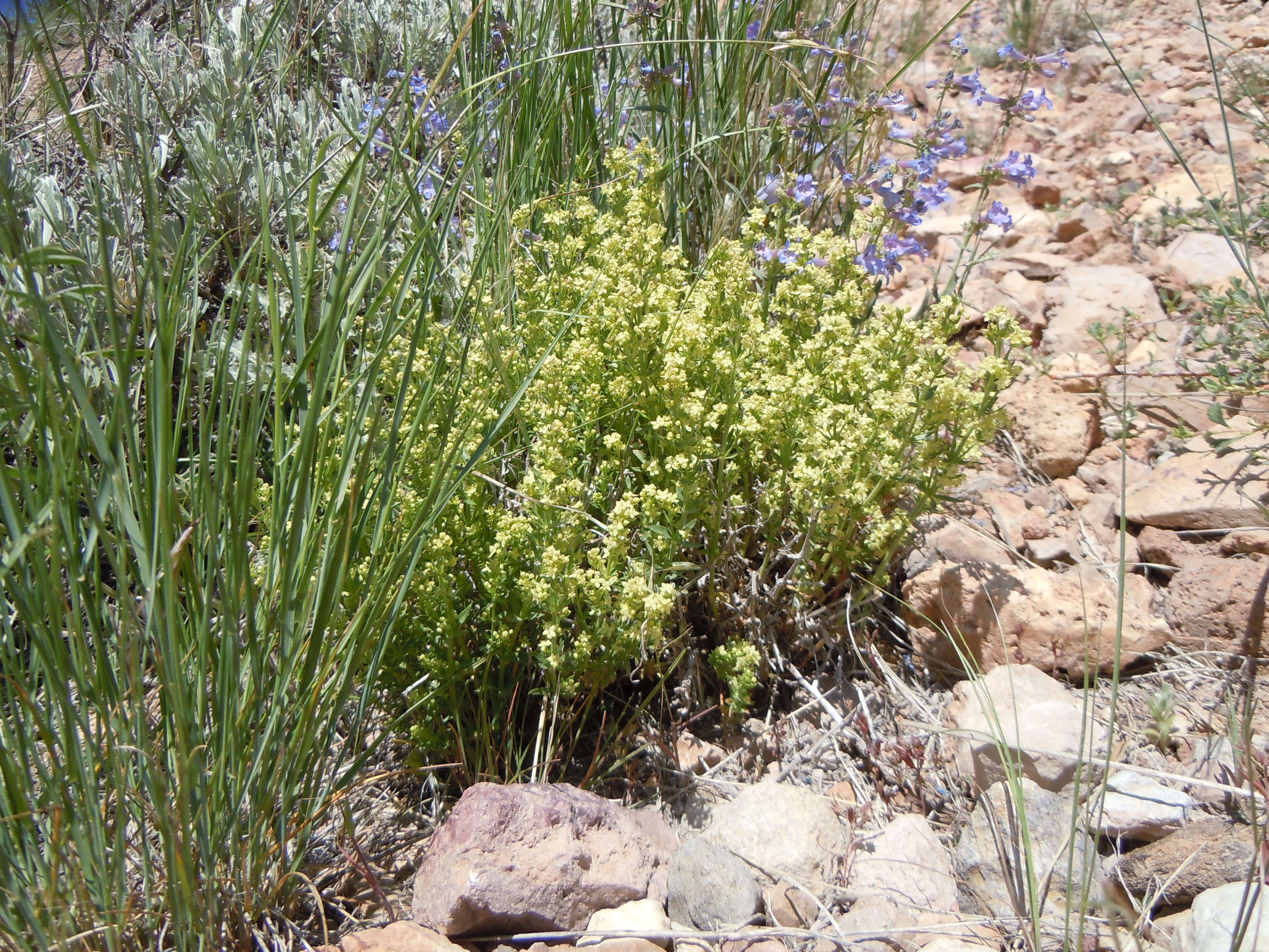 Imagem de Galium multiflorum Kellogg