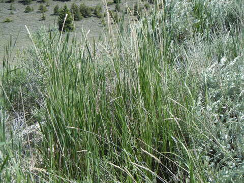 Image of rubber rabbitbrush