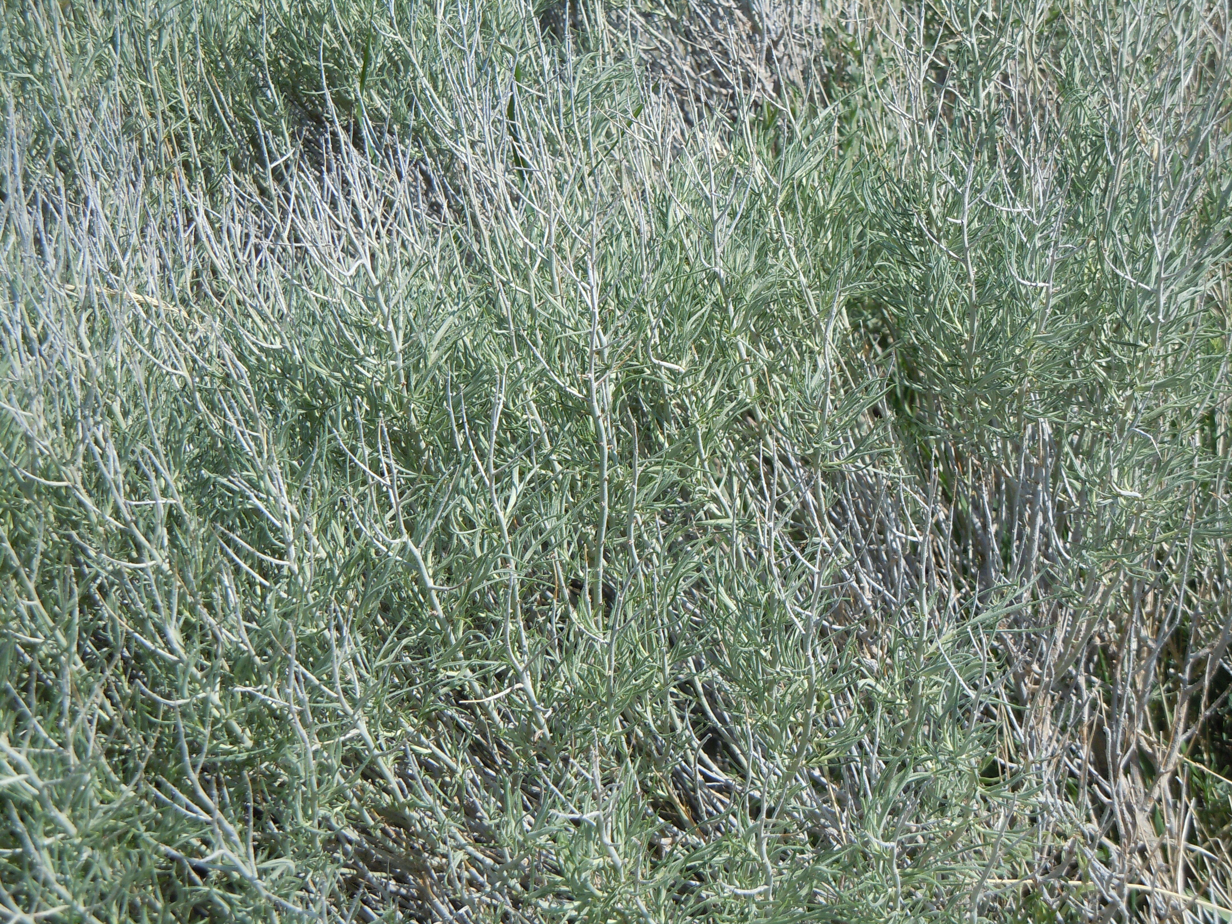 Image of rubber rabbitbrush