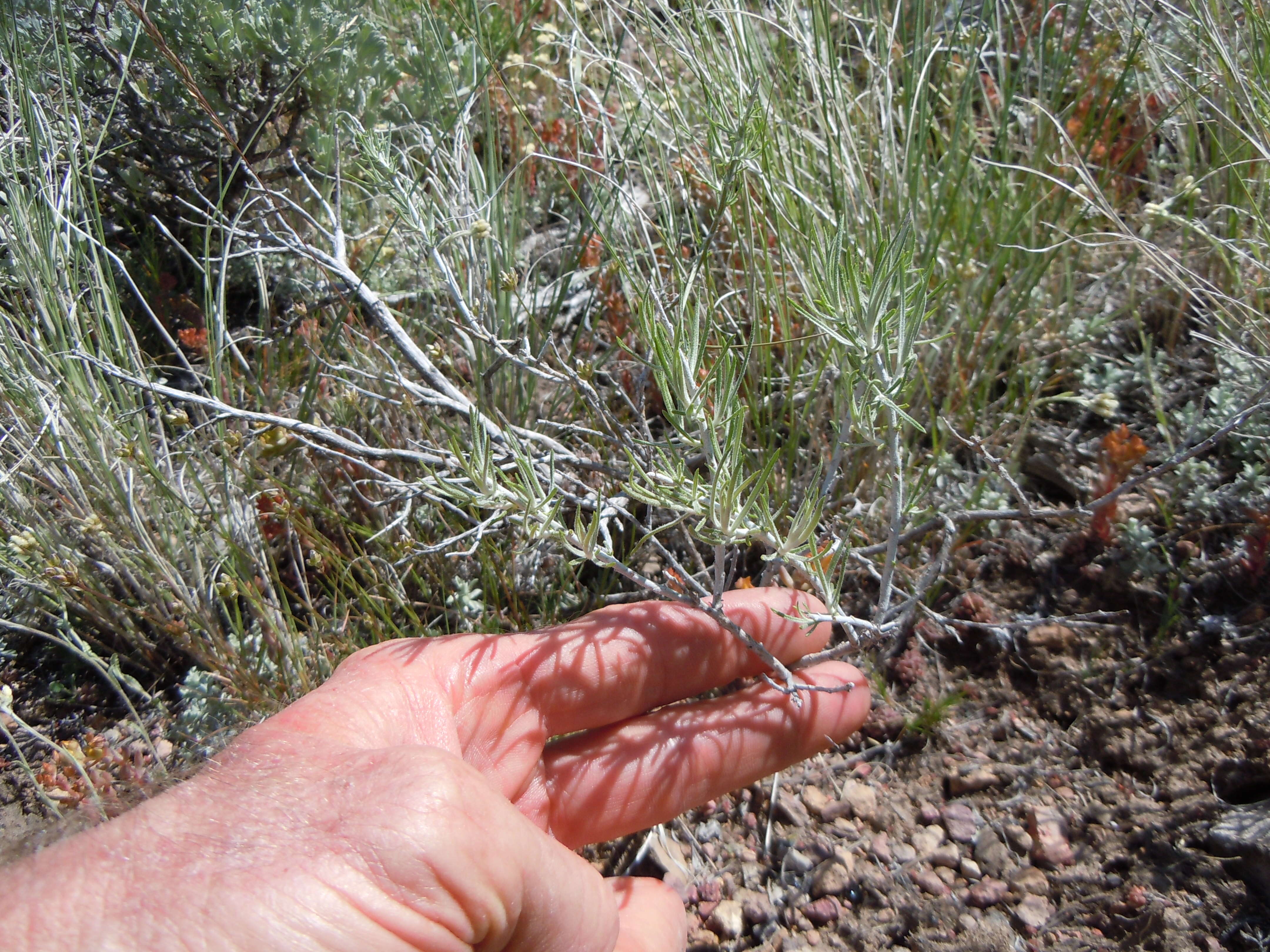 Image de Ericameria nauseosa (Pall. ex Pursh) G. L. Nesom & G. I. Baird