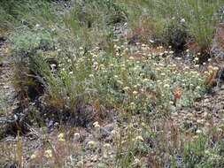Image of littleleaf pussytoes