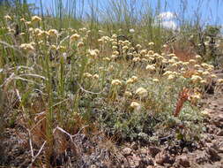 Image of littleleaf pussytoes