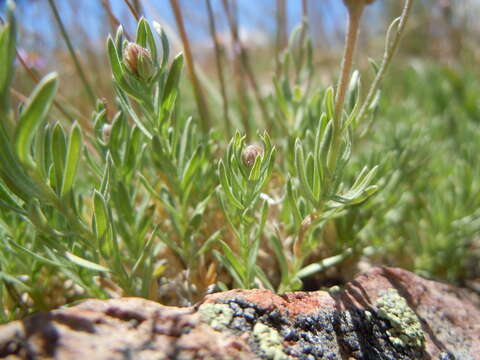 Image of Lava aster