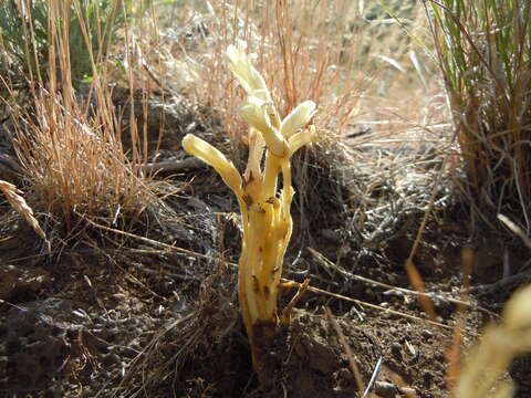 Image of clustered broomrape